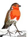 Robin